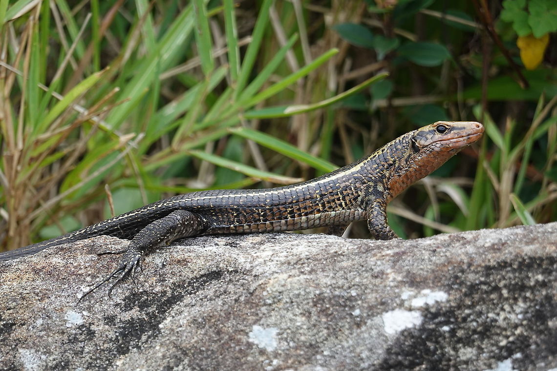 Zonosaurus laticaudatus S Madagascar, NE of Fort Dauphin Broad-tailed Girdled Lizard,Geotagged,Madagascar,Spring,Zonosaurus laticaudatus