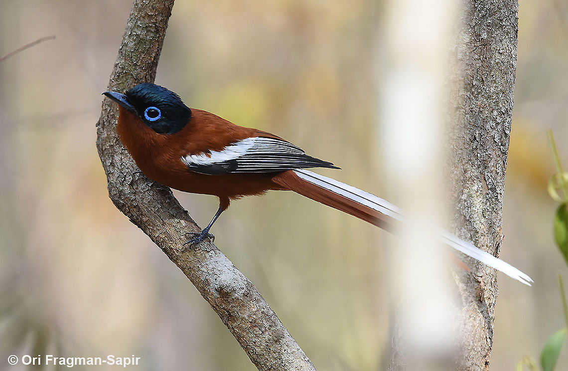 Terpsiphone mutata W Madagascar, Krinidy Geotagged,Madagascar,Malagasy paradise flycatcher,Spring,Terpsiphone mutata