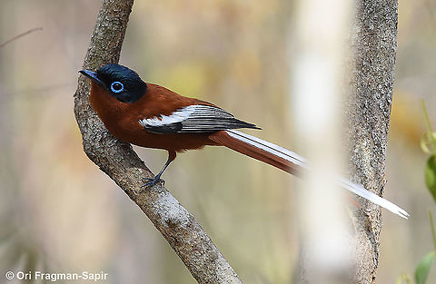 Terpsiphone mutata W Madagascar, Krinidy Geotagged,Madagascar,Malagasy paradise flycatcher,Spring,Terpsiphone mutata