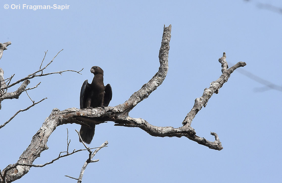 Coracopsis nigra W Madagascar, Krinidy Coracopsis nigra,Coracopsis vasa,Geotagged,Greater Vasa Parrot,Lesser Vasa Parrot,Madagascar,Spring