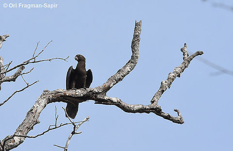 Coracopsis nigra W Madagascar, Krinidy Coracopsis nigra,Coracopsis vasa,Geotagged,Greater Vasa Parrot,Lesser Vasa Parrot,Madagascar,Spring