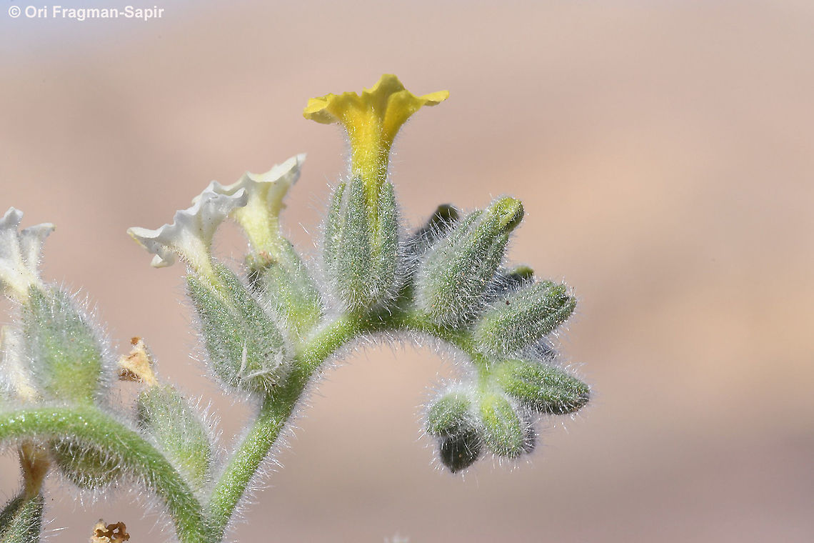 Heliotropium arbainense  Geotagged,Heliotropium arbainense,Israel,Winter