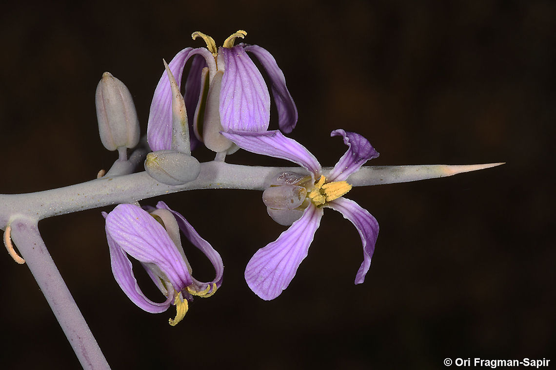 Zilla spinosa  Geotagged,Israel,Winter,Zilla spinosa