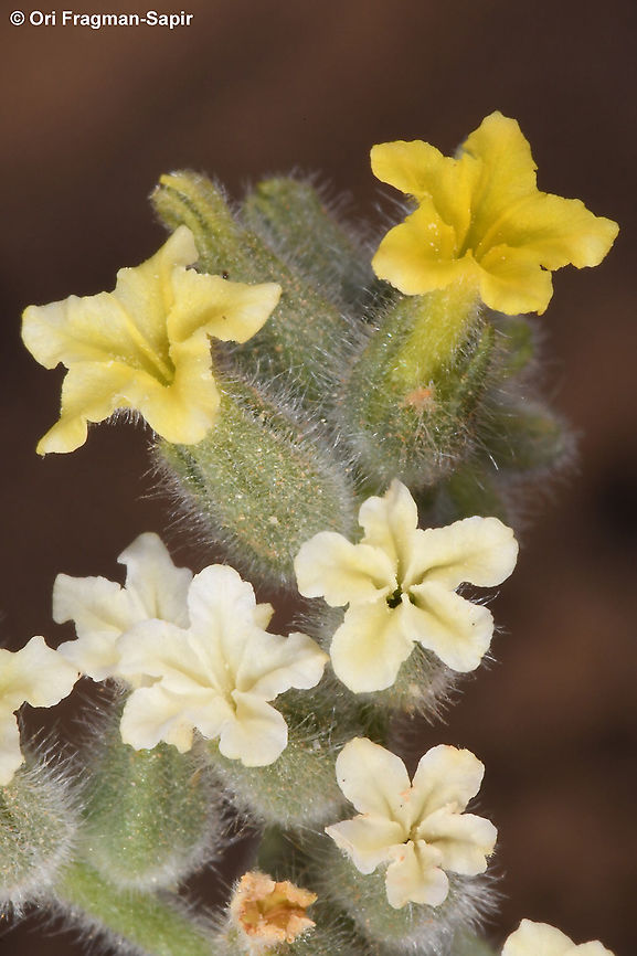 Heliotropium arbainense  Geotagged,Heliotropium arbainense,Israel,Winter