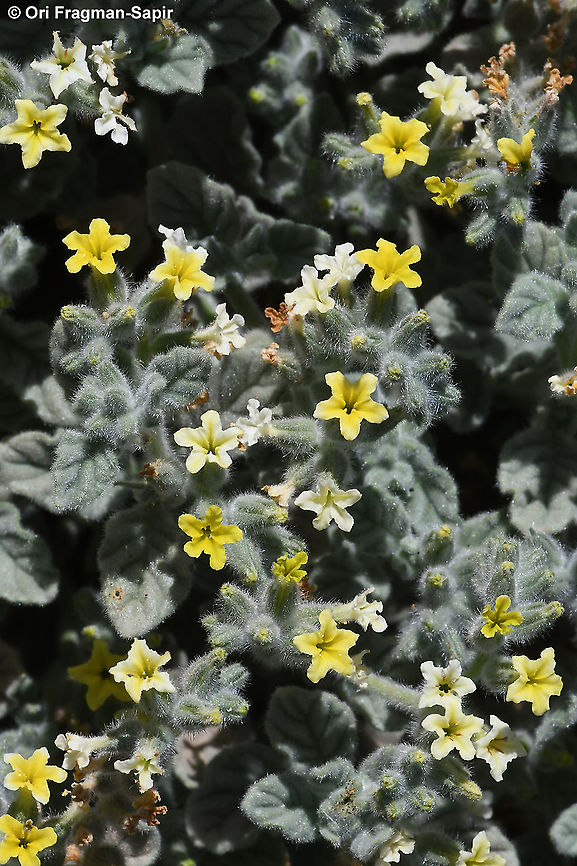 Heliotropium arbainense  Geotagged,Heliotropium arbainense,Israel,Winter