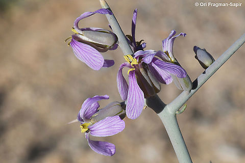 Zilla spinosa  Geotagged,Israel,Winter,Zilla spinosa