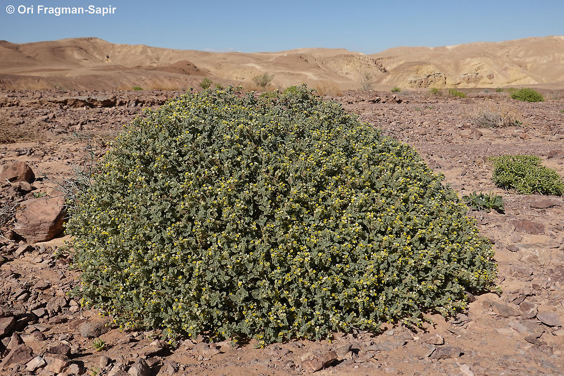 Heliotropium arbainense  Geotagged,Heliotropium arbainense,Israel,Winter