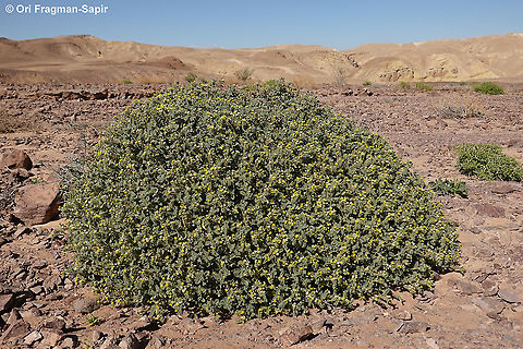 Heliotropium arbainense  Geotagged,Heliotropium arbainense,Israel,Winter