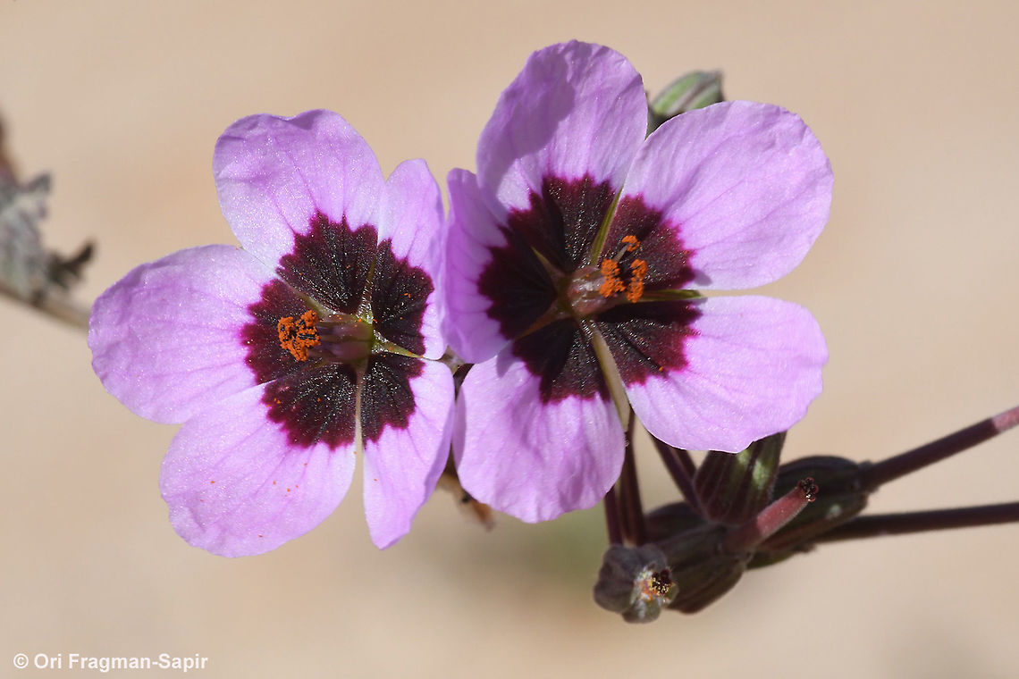 Erodium crassifolium  Desert Stork's-Bill,Erodium crassifolium,Geotagged,Israel,Winter