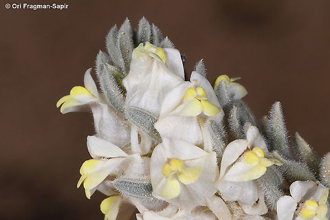 Kickxia floribunda  Geotagged,Israel,Kickxia floribunda,Winter