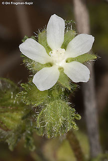 Althaea ludwigii  Althaea ludwigii,Geotagged,Israel,Winter