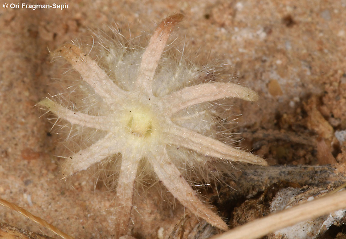 Althaea ludwigii  Althaea ludwigii,Geotagged,Israel,Winter