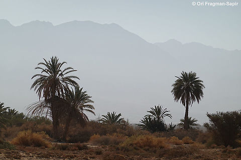 Phoenix dactylifera  Date palm,Geotagged,Israel,Phoenix dactylifera,Winter