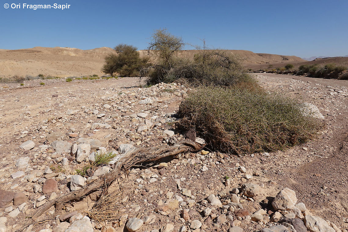 Ziziphus nummularia  Geotagged,Israel,Winter,Ziziphus nummularia