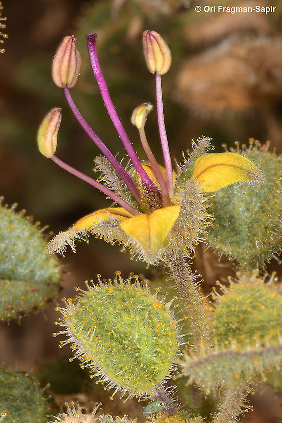 Cleome droserifolia  Cleome droserifolia,Geotagged,Israel,Winter