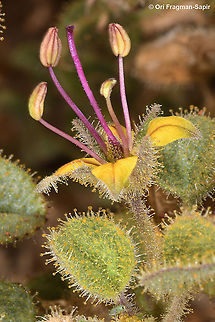 Cleome droserifolia  Cleome droserifolia,Geotagged,Israel,Winter