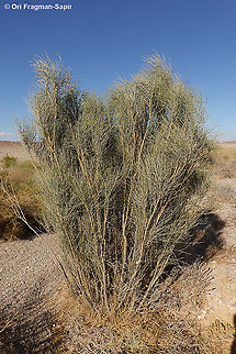 Retama raetam  Geotagged,Israel,Retama raetam,Winter