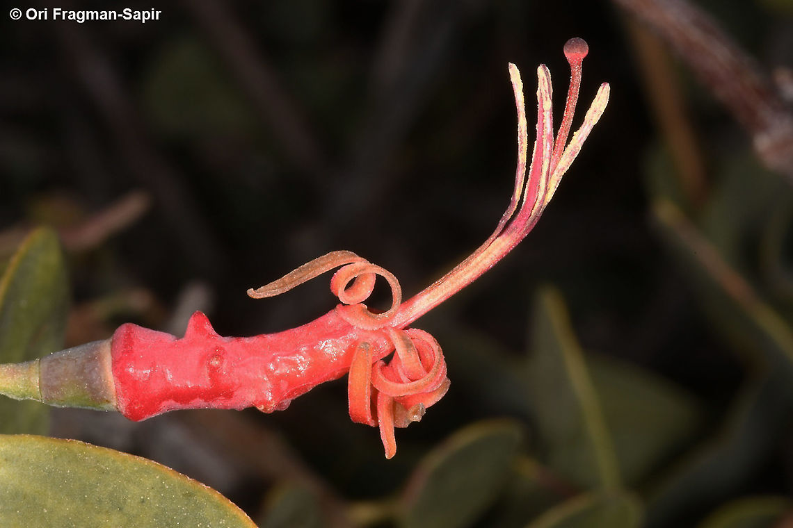 Plicosepalus acaciae  Geotagged,Israel,Plicosepalus acaciae,Winter