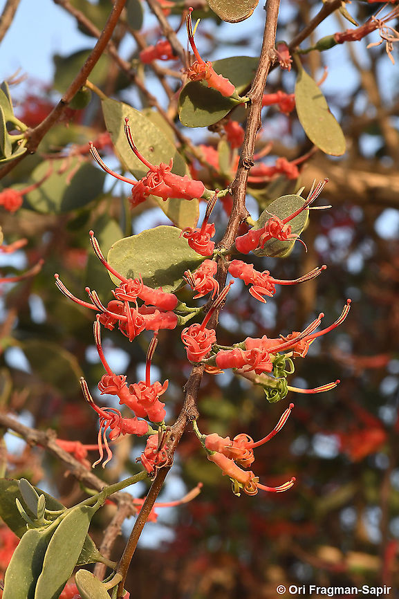 Plicosepalus acaciae  Geotagged,Israel,Plicosepalus acaciae,Winter