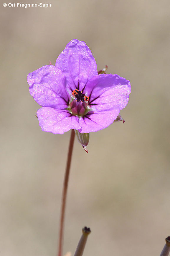 Erodium glaucophyllum  Erodium glaucophyllum