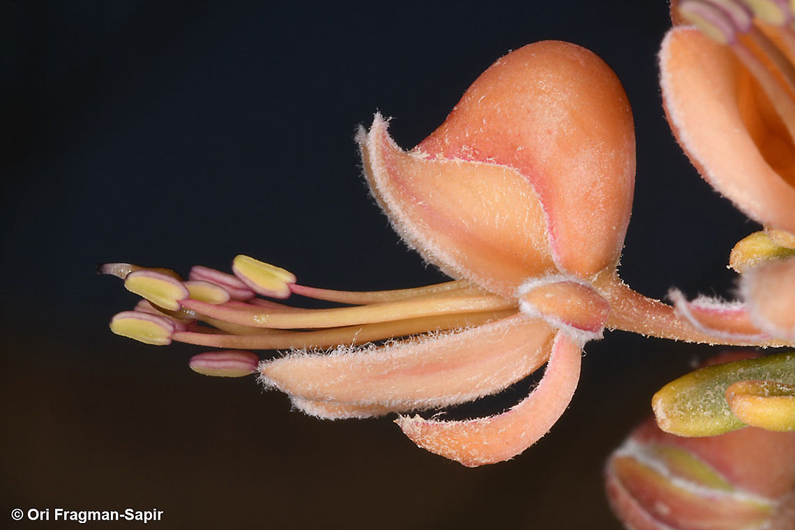 Capparis decidua  Capparis decidua,Kairor karir or kareer