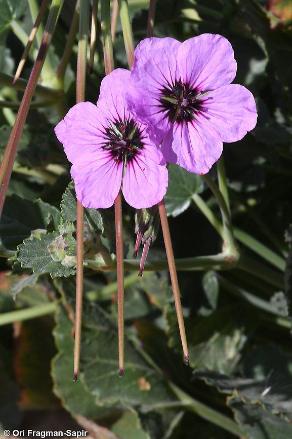 Erodium arborescens  Erodium arborescens