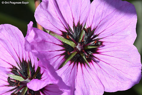 Erodium arborescens  Erodium arborescens