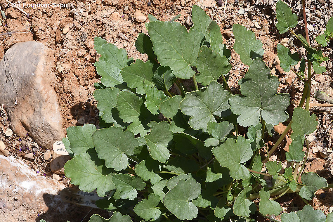 Erodium glaucophyllum  Erodium glaucophyllum