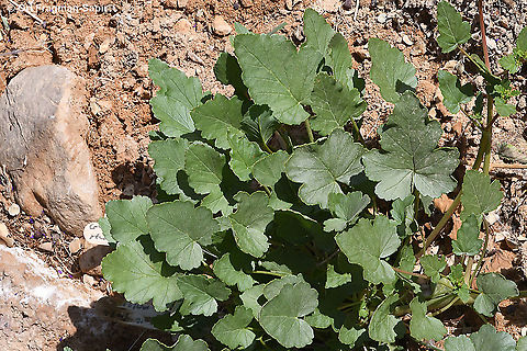 Erodium glaucophyllum