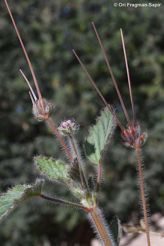 Monsonia heliotropioides  Monsonia heliotropioides