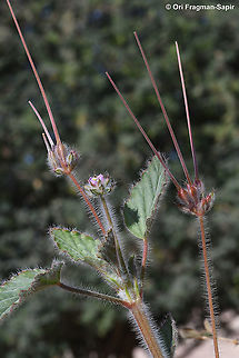 Monsonia heliotropioides  Monsonia heliotropioides