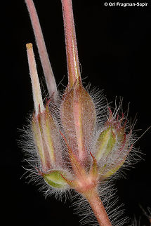 Monsonia heliotropioides  Monsonia heliotropioides