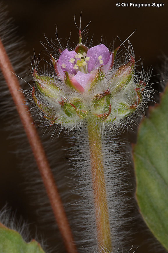 Monsonia heliotropioides  Monsonia heliotropioides