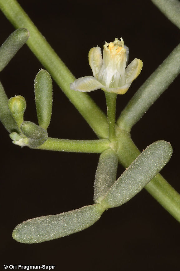 Zygophyllum coccineum  Geotagged,Israel,Winter,Zygophyllum coccineum