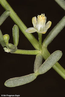 Zygophyllum coccineum  Geotagged,Israel,Winter,Zygophyllum coccineum