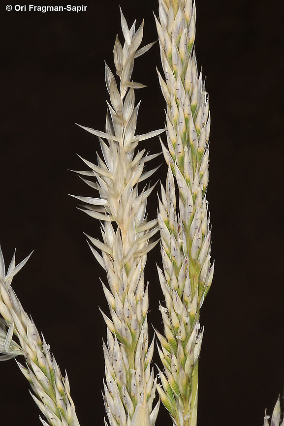 Centropodia forskaolii  Centropodia forskaolii,Geotagged,Israel,Winter