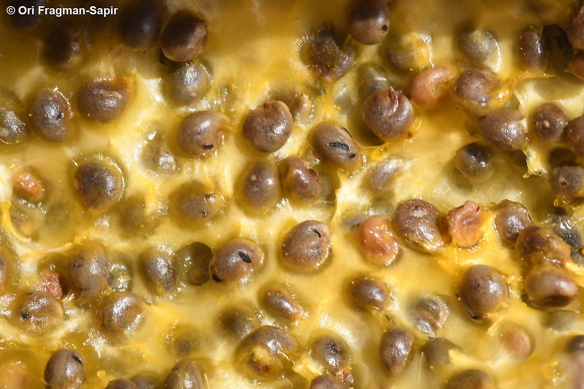 Capparis cartilaginea S Israel, S Arava Valley, s of Timna Capparis cartilaginea,Geotagged,Israel,Winter