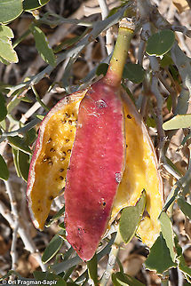 Capparis cartilaginea S Israel, S Arava Valley, s of Timna Capparis cartilaginea,Geotagged,Israel,Winter