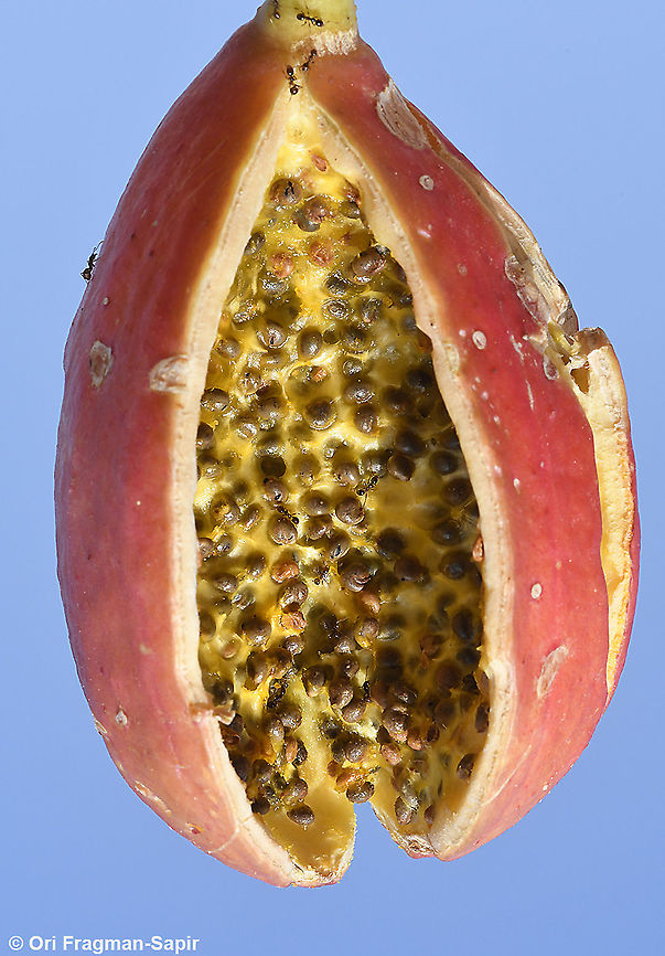 Capparis cartilaginea S Israel, S Arava Valley, s of Timna Capparis cartilaginea,Geotagged,Israel,Winter