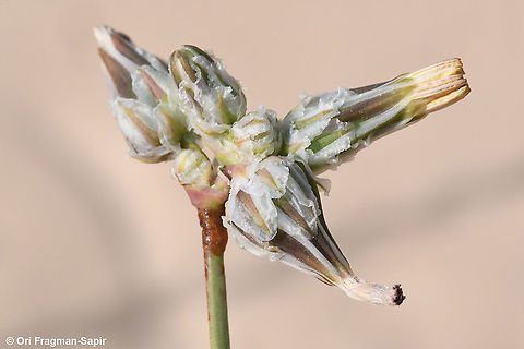 Launaea capitata S Israel, S Arava Valley, s of Timna Geotagged,Israel,Launaea capitata,Winter
