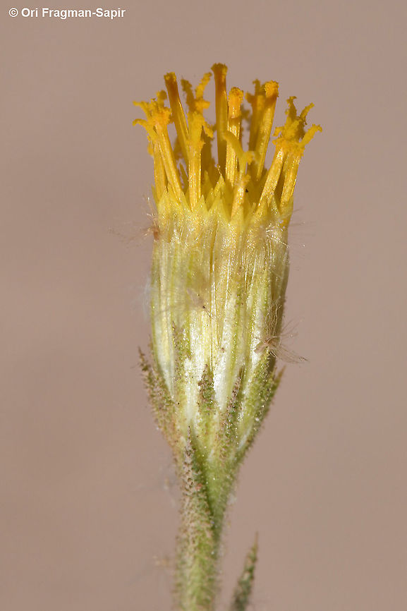 Iphiona scabra S Israel, S Arava Valley, s of Timna Geotagged,Iphiona scabra,Israel,Winter