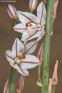 Asphodelus tenuifolius