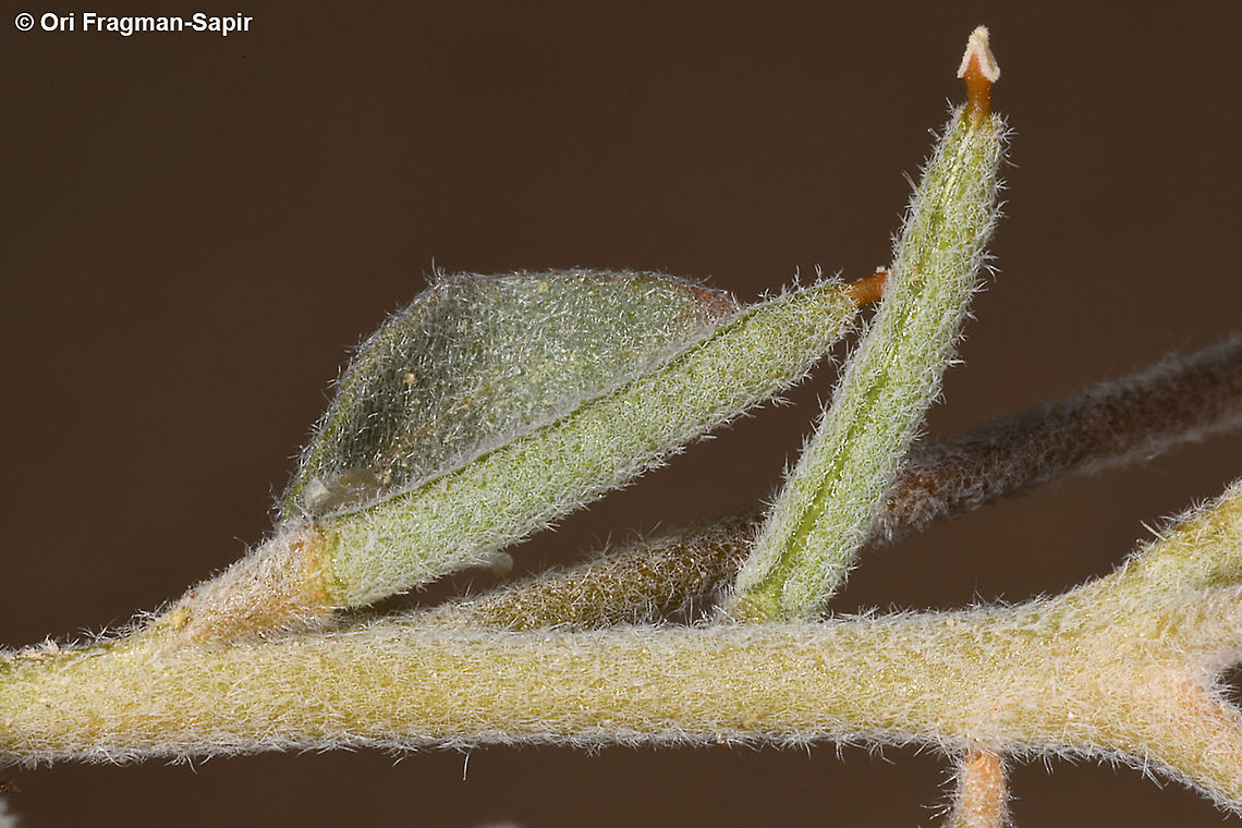 Morettia canescens S Israel, S Arava Valley, s of Timna Geotagged,Israel,Morettia canescens,Winter