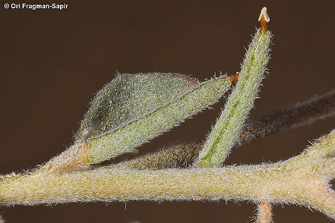 Morettia canescens S Israel, S Arava Valley, s of Timna Geotagged,Israel,Morettia canescens,Winter