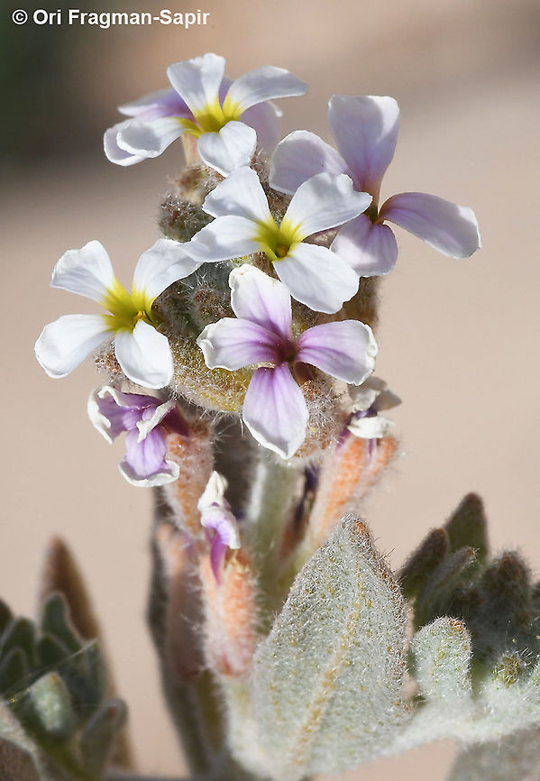 Morettia canescens S Israel, S Arava Valley, s of Timna Geotagged,Israel,Morettia canescens,Winter
