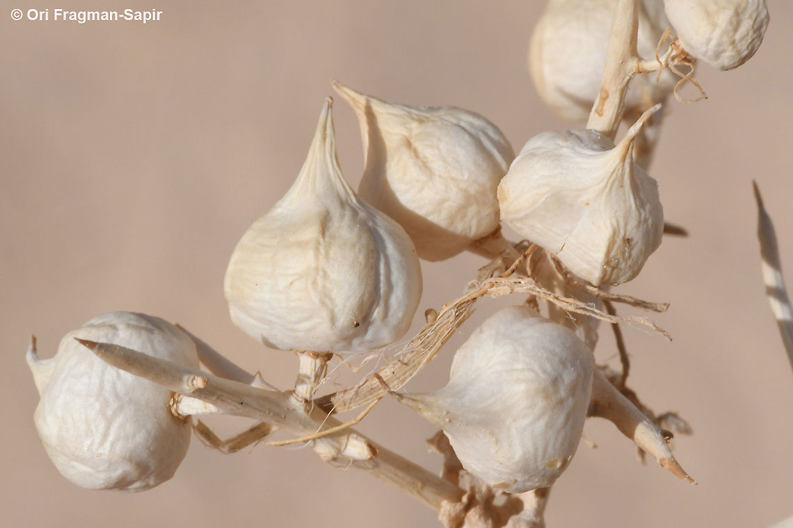 Zilla spinosa S Israel, S Negev, Wadi Paran Geotagged,Israel,Winter,Zilla spinosa