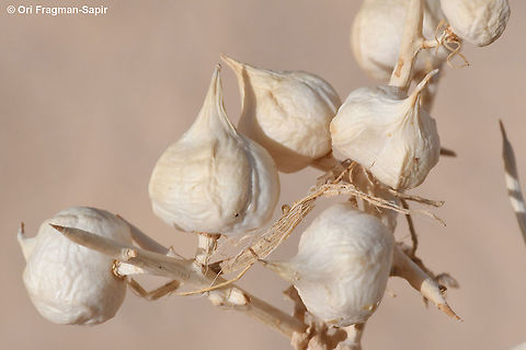 Zilla spinosa S Israel, S Negev, Wadi Paran Geotagged,Israel,Winter,Zilla spinosa