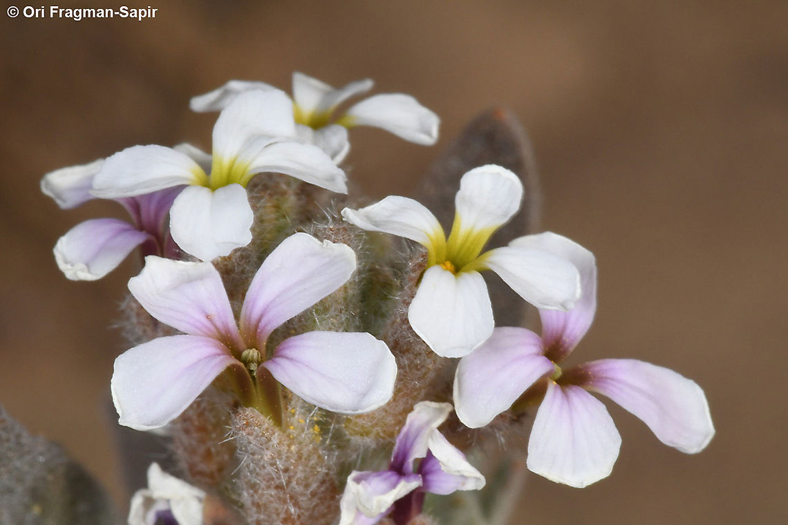 Morettia canescens S Israel, S Arava Valley, s of Timna Geotagged,Israel,Morettia canescens,Winter