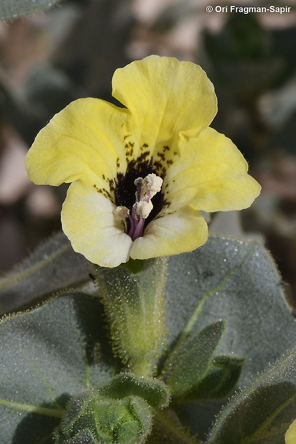 Hyoscyamus desetorum S Israel, S Negev, Wadi Paran Geotagged,Hyoscyamus desertorum,Israel,Winter