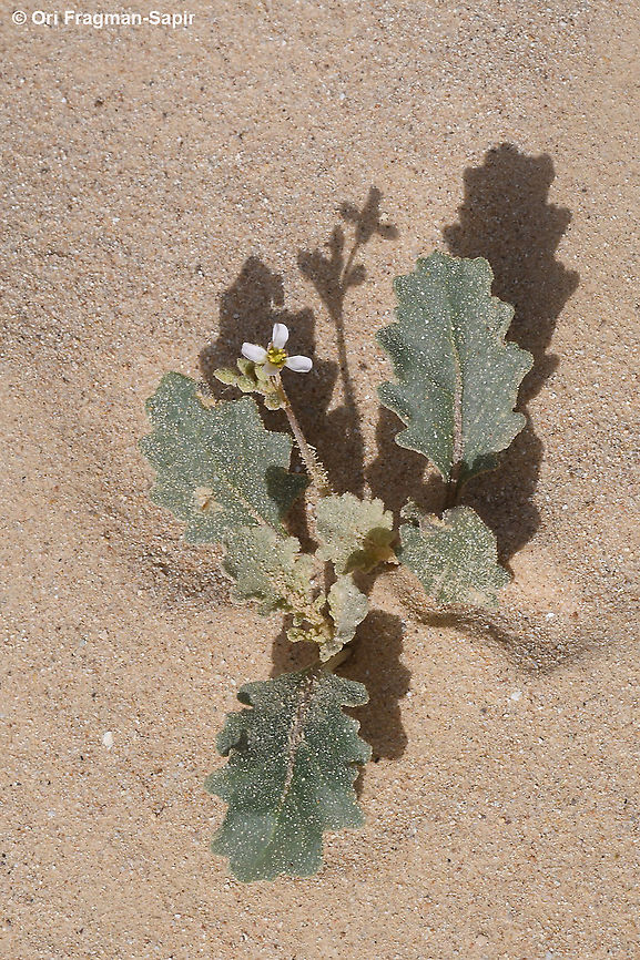 Savignya parviflora S Israel, S Negev, Wadi Paran Geotagged,Israel,Savignya parviflora,Winter
